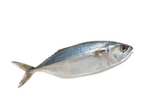 fresh mackerel fish isolated on white background