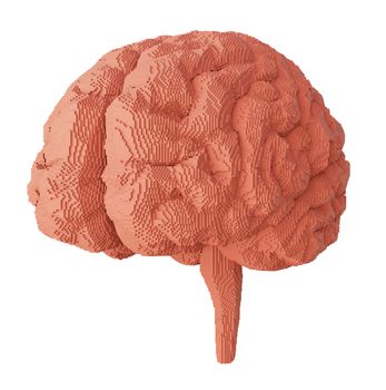 3d rendered brain isolated on white background. 3D illustration