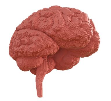 3d rendered brain isolated on white background. 3D illustration