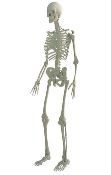 3d printed skeleton isolated on white background. 3D illustration