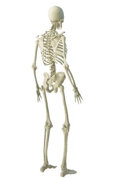 3d printed skeleton isolated on white background. 3D illustration