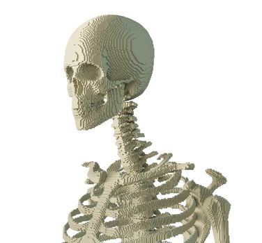 3d printed skeleton isolated on white background. 3D illustration