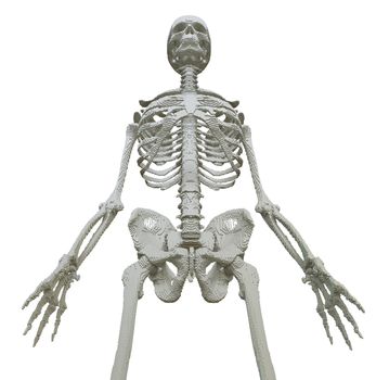 3d printed skeleton isolated on white background. 3D illustration