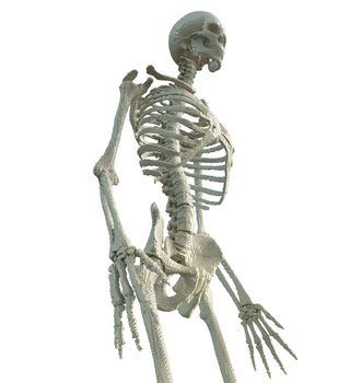 3d printed skeleton isolated on white background. 3D illustration