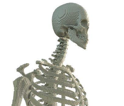 3d printed skeleton isolated on white background. 3D illustration