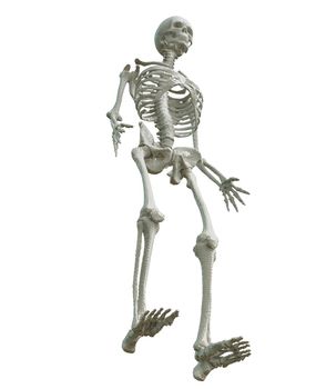 3d printed skeleton isolated on white background. 3D illustration