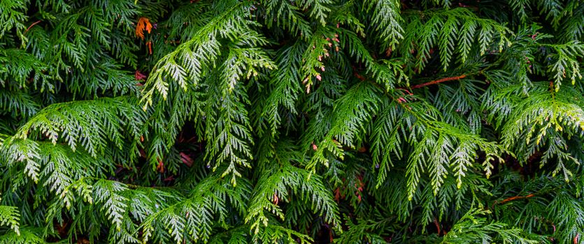 pattern of green conifer leaves in macro closeup, natural garden background