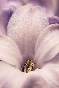 Hyacinthus flowers close up, bulbous, fragrant flowering plants.