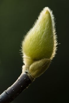 Magnolia flower bud covered with hair to protect from cold.