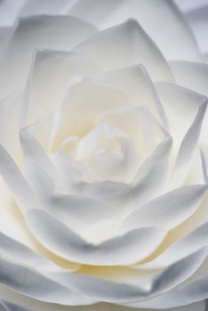 Detail of Camelia flower with white, grey and yellow petals.