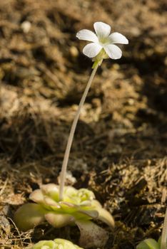 Plants and flower of insectivorous plant Pinguicula.