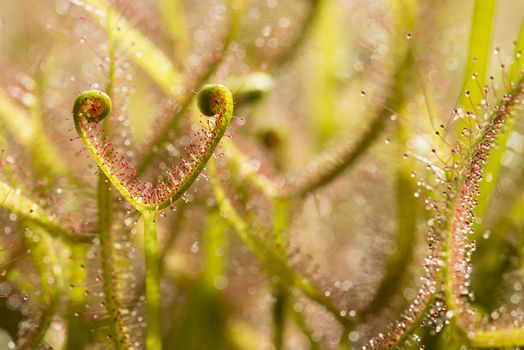 Sundew insectivorous plants with red sticky droplets.