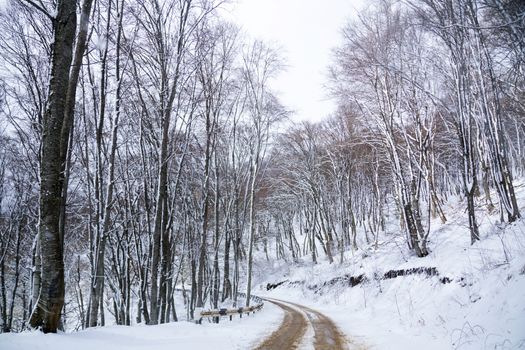 Winter forest with a country road making a sharp turn and trees covered with snow.