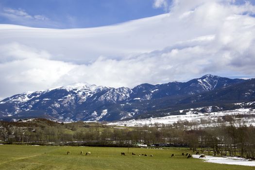View of a pasture with grass at the foot of the Spanish Pyrenees with a herd of cows, forest and mountains in the background, under a sky with beautiful lush clouds.