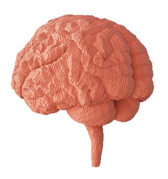 3d rendered brain isolated on white background. 3D illustration