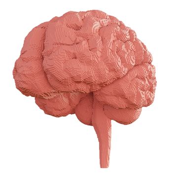 3d rendered brain isolated on white background. 3D illustration