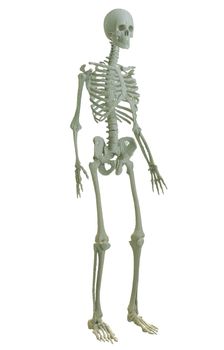 3d printed skeleton isolated on white background. 3D illustration