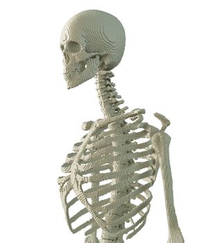 3d printed skeleton isolated on white background. 3D illustration