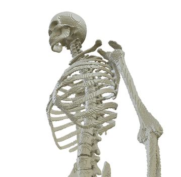 3d printed skeleton isolated on white background. 3D illustration