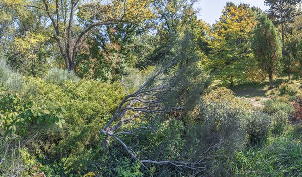 Trees in the Old Botanical Garden in Odessa, Ukraine, on a sunny autumn day