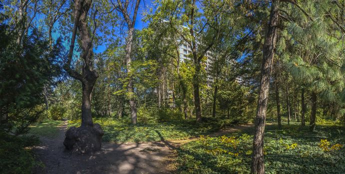 Trees in the Old Botanical Garden in Odessa, Ukraine, on a sunny autumn day