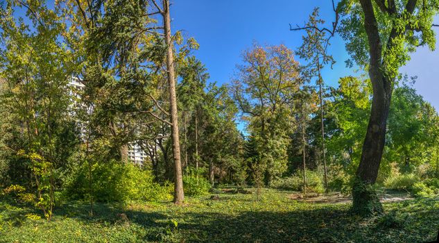 Trees in the Old Botanical Garden in Odessa, Ukraine, on a sunny autumn day