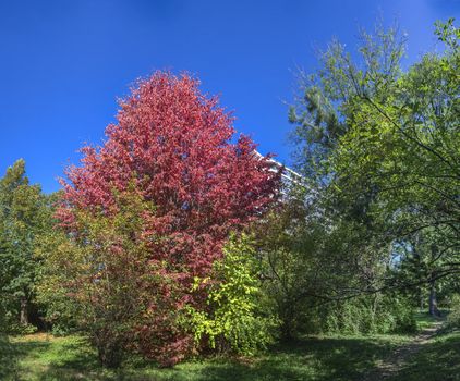 Trees in the Old Botanical Garden in Odessa, Ukraine, on a sunny autumn day