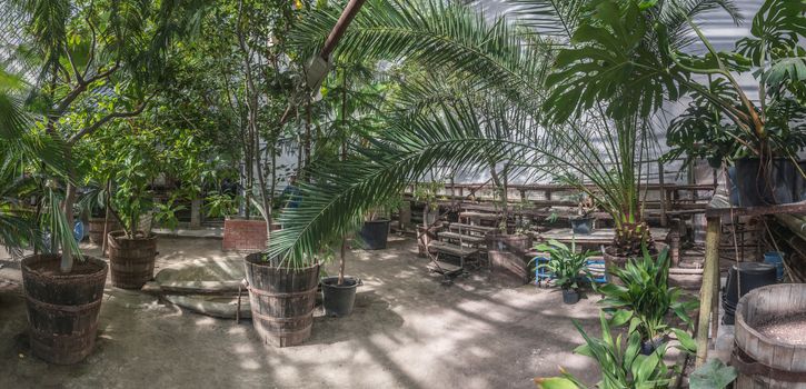 Interior of the Greenhouse in the old botanical garden in Odessa, Ukraine