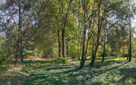 Trees in the Old Botanical Garden in Odessa, Ukraine, on a sunny autumn day