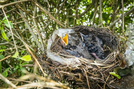 Cute blackbirds in a birds nest waiting for food in the spring