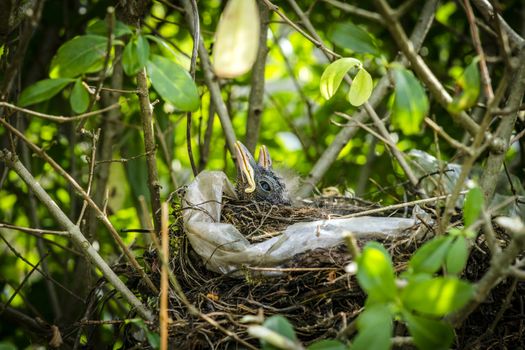 Newly hatched blackbirds relaxing in a birds nest in a green hedge in the spring