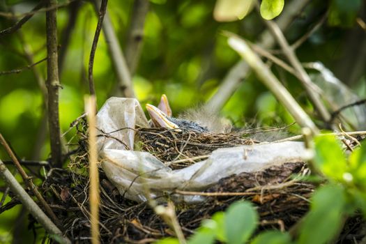 Beaks of newly hatched black birds showing in a birds nest in the springtime