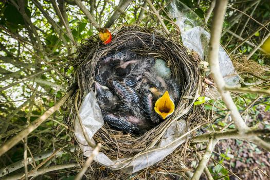 Birdnest from above with newly hatched hungry blackbirds screaming for food