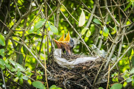 Newborn blackbirds in a birdnest calling on food in the summer in green surroundings in a garden