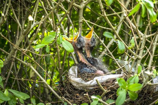 Birds nest with two newly hatched blackbirds screaming for food in the spring