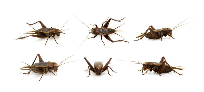 Group of cricket on white background., Insects. Animals.