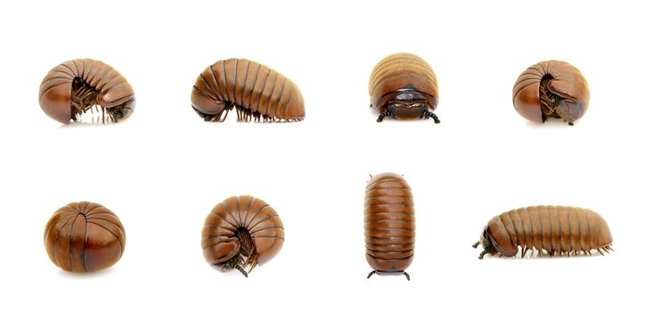 Group of pill millipede worm(Oniscomorpha) isolated on a white background. Glomerida. Insect. Animal.