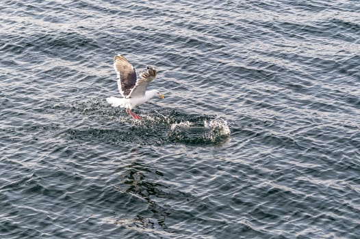 The Flying Predatory Seagulls near Rausu in Shiretoko, Hokkaido of Japan.