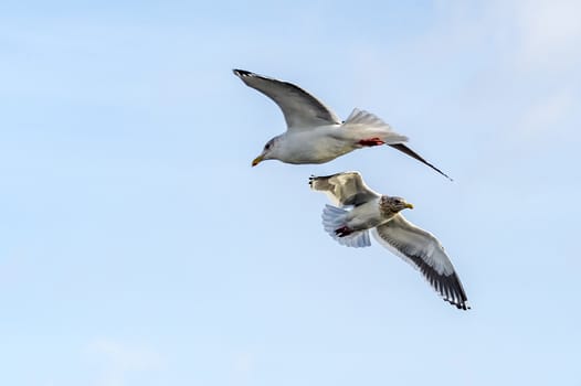 The Flying Predatory Seagulls near Rausu in Shiretoko, Hokkaido of Japan.