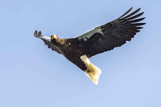 The Flying Predatory Stellers Sea-eagle near Rausu in Shiretoko, Hokkaido of Japan.