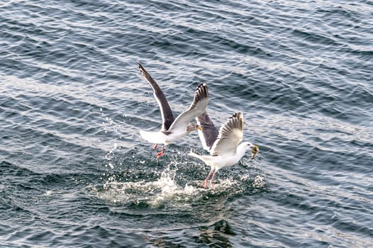 The Flying Predatory Seagulls near Rausu in Shiretoko, Hokkaido of Japan.