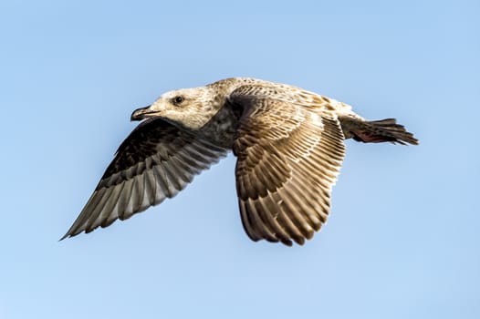 The Flying Predatory Seagulls near Rausu in Shiretoko, Hokkaido of Japan.