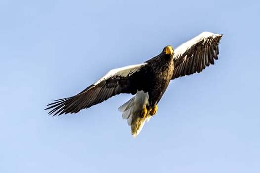 The Flying Predatory Stellers Sea-eagle near Rausu in Shiretoko, Hokkaido of Japan.