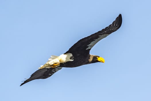 The Flying Predatory Stellers Sea-eagle near Rausu in Shiretoko, Hokkaido of Japan.