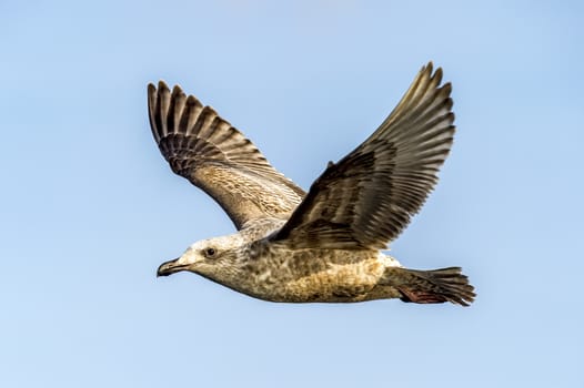 The Flying Predatory Seagulls near Rausu in Shiretoko, Hokkaido of Japan.