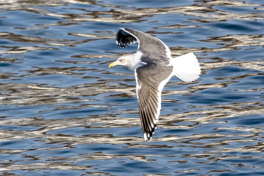 The Flying Predatory Seagulls near Rausu in Shiretoko, Hokkaido of Japan.