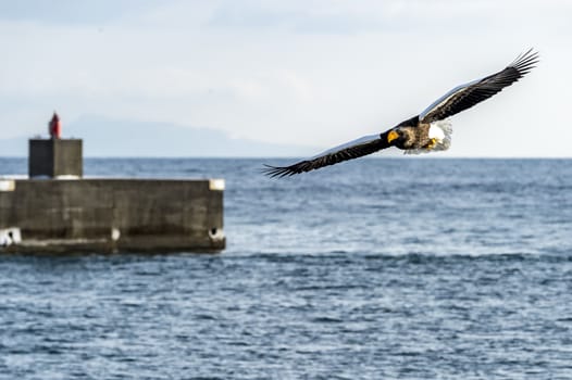 The Flying Predatory Stellers Sea-eagle near Rausu in Shiretoko, Hokkaido of Japan.