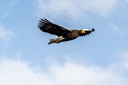 The Flying Predatory Stellers Sea-eagle near Rausu in Shiretoko, Hokkaido of Japan.