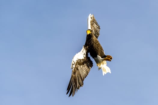 The Flying Predatory Stellers Sea-eagle near Rausu in Shiretoko, Hokkaido of Japan.