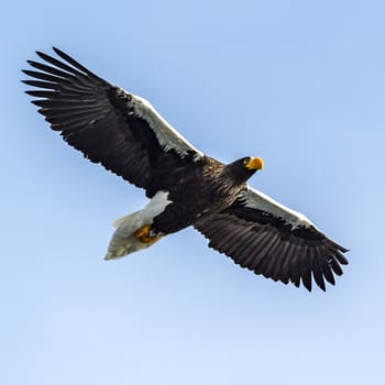 The Flying Predatory Stellers Sea-eagle near Rausu in Shiretoko, Hokkaido of Japan.